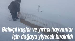 Balıkçıl kuşlar ve yırtıcı hayvanlar için doğaya yiyecek bırakıldı