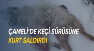 Çameli’de keçi sürüsüne kurt saldırdı