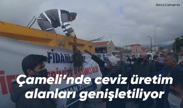 Çameli’nde ceviz üretim alanları genişletiliyor