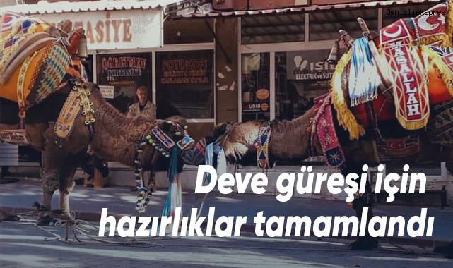 Deve güreşi için hazırlıklar tamamlandı