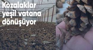 Kozalaklar yeşil vatana dönüşüyor