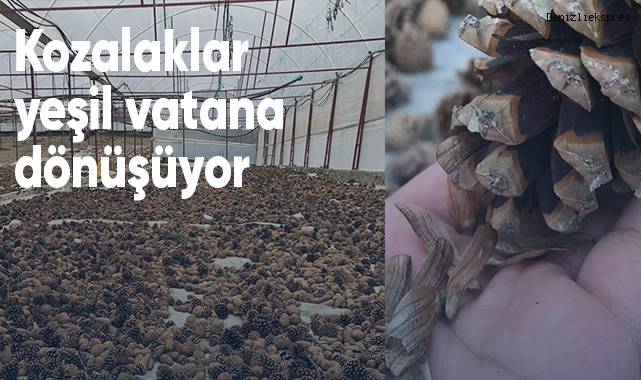 Kozalaklar yeşil vatana dönüşüyor