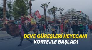 Pehlivan develer görücüye çıktı