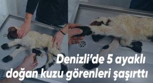 Sağlıklı ve 5 ayaklı doğan kuzu annesinin yanına bırakıldı