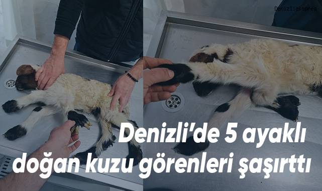 Sağlıklı ve 5 ayaklı doğan kuzu annesinin yanına bırakıldı