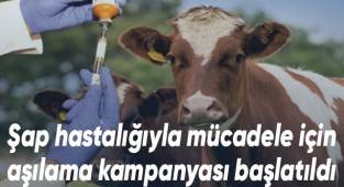 Şap hastalığıyla mücadele için aşılama kampanyası başlatıldı