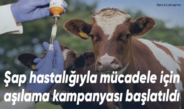Şap hastalığıyla mücadele için aşılama kampanyası başlatıldı