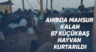 Şiddetli yağışta mahsur kalan 87 hayvanı itfaiye kurtardı