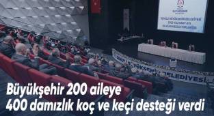 Büyükşehir 200 aileye 400 damızlık koç ve keçi desteği verdi