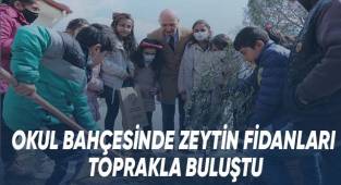 Okul Bahçesinde Zeytin Fidanları Toprakla Buluştu