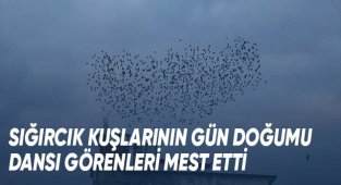 Sığırcık kuşlarının gün doğumu dansı görenleri mest etti