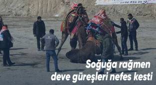 Soğuğa rağmen deve güreşleri nefes kesti