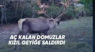 Aç kalan domuzlar, kızıl geyiğin yemek keyfini bozdu