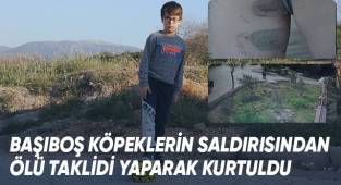 Başıboş köpeklerin saldırısından ölü taklidi yaparak kurtuldu