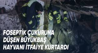 Foseptik çukuruna düşen büyükbaş hayvanı itfaiye kurtardı