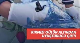 Kırmızı gülün altından uyuşturucu çıktı