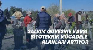 Salkım güvesine karşı biyoteknik mücadele alanları artıyor