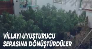 Villalarda skunk yetiştiren 2 kişi tutuklandı
