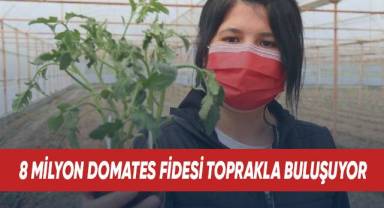 8 milyon domates fidesi toprakla buluşuyor