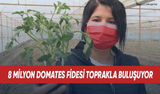 8 milyon domates fidesi toprakla buluşuyor