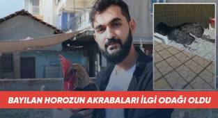 Bayılan horozun akrabaları ilgi odağı oldu