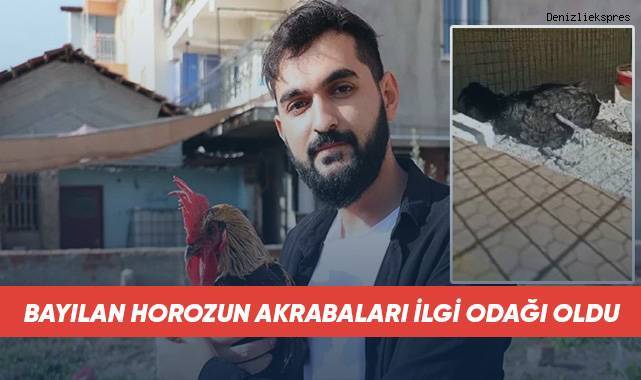 Bayılan horozun akrabaları ilgi odağı oldu