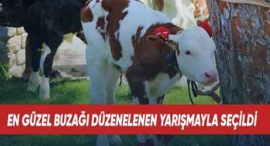 Jüri en güzel buzağını belirlerken zorlandı