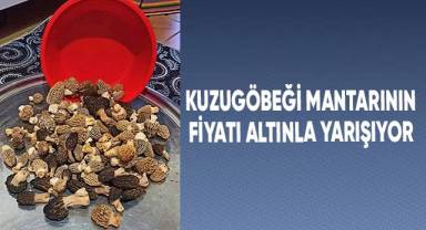Kuzugöbeğinin fiyatı cep yakıyor