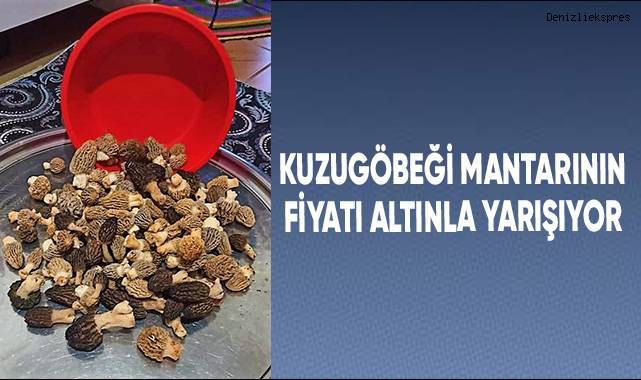 Kuzugöbeğinin fiyatı cep yakıyor