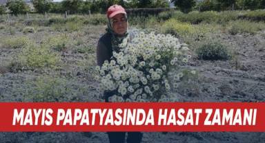 Mayıs papatyasında hasat zamanı