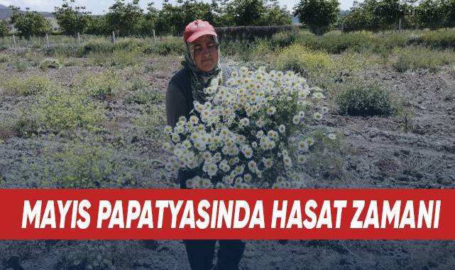 Mayıs papatyasında hasat zamanı