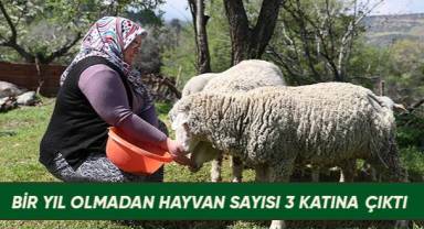 Merkezefendi Belediyesince kadın üreticilere verilen koyunlar kuzulamaya başladı…
