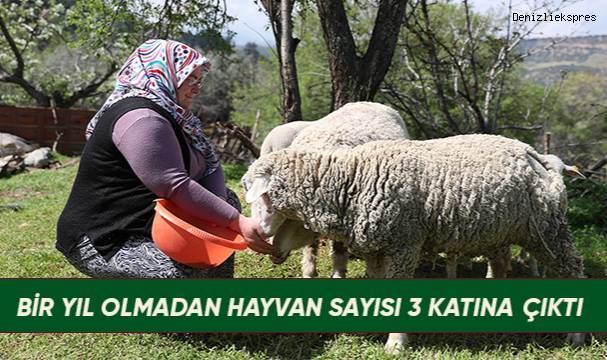 Merkezefendi Belediyesince kadın üreticilere verilen koyunlar kuzulamaya başladı…
