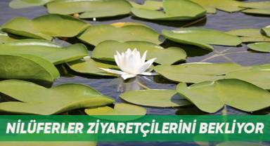 Nilüferler ziyaretçilerini bekliyor