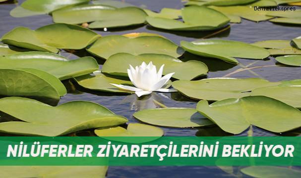 Nilüferler ziyaretçilerini bekliyor