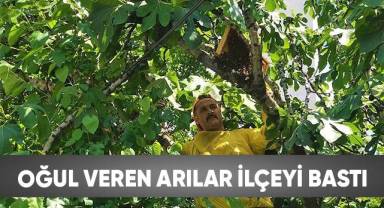 Oğul veren arılar şehri bastı