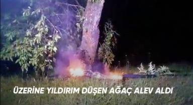 Üzerine yıldırım düşen ağaç alev aldı
