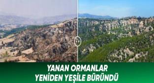 Yanan ormanlar yeniden yeşile büründü