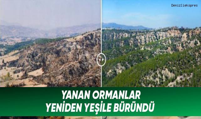 Yanan ormanlar yeniden yeşile büründü
