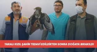 Yaralı kızıl şahin tedavi edildikten sonra doğaya bırakıldı