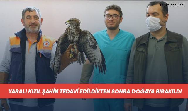 Yaralı kızıl şahin tedavi edildikten sonra doğaya bırakıldı