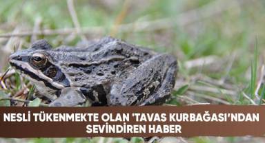 Alınan tedbirler sayesinde Tavas Kurbağası popülasyonu artmaya başladı