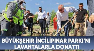 Büyükşehir İncilipınar Parkı’nı lavantalarla donattı
