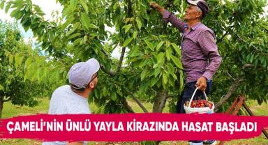 Çameli'nin ünlü yayla kirazında hasat başladı