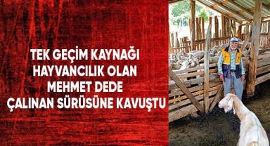 Denizli’de çalınan sürüyü jandarma ekipleri buldu
