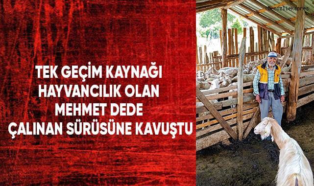 Denizli’de çalınan sürüyü jandarma ekipleri buldu