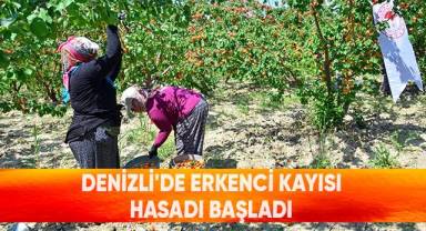 Denizli’de erkenci kayısı hasadı başladı