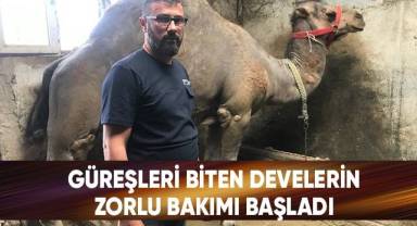 Güreşleri biten develerin zorlu bakımı başladı