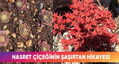 Hasret çiçeğinin şaşırtan hikayesi