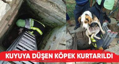 Kale'de kuyuya düşen köpek kurtarıldı